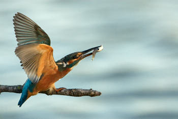 Martin pÈcheur<br>NIKON D200, 700 mm, 800 ISO,  1/640 sec,  f : 7.1 